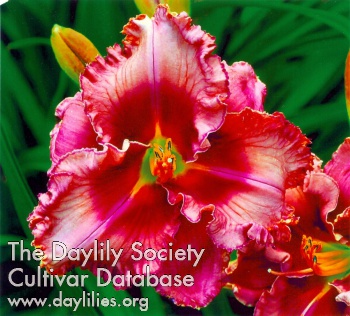 Daylily Coeur A'la Dance